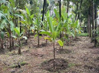 Residential Land for Sale in Thrissur, Kodungallur, Kodungallur