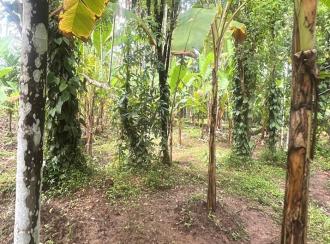 Residential Land for Sale in Thrissur, Kodungallur, Kodungallur