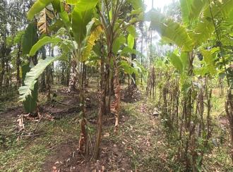 Residential Land for Sale in Thrissur, Kodungallur, Kodungallur