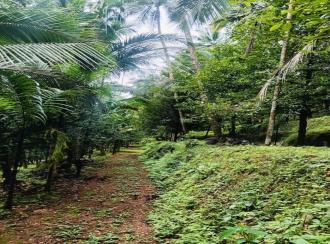 Residential Land for Sale in Kasargod, Vellarikundu, Parappa