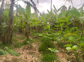 Residential Land for SaleErnakulam, Aluva, Malayattoor