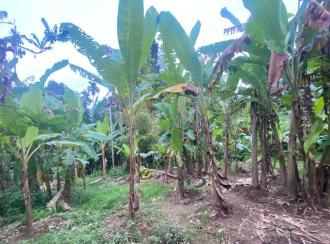 Residential Land for Sale in Ernakulam, Aluva, Malayattoor