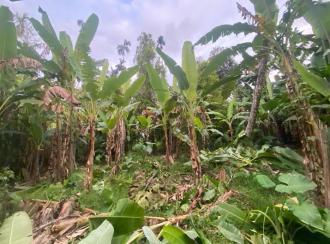 Residential Land for Sale in Ernakulam, Aluva, Malayattoor