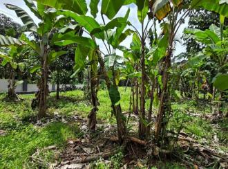 Residential House Villa for Sale in Pathanamthitta, Pandalam, Thumpamon