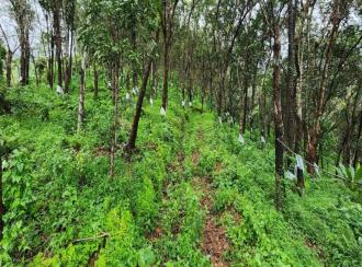 Agricultural Land, Kottayam