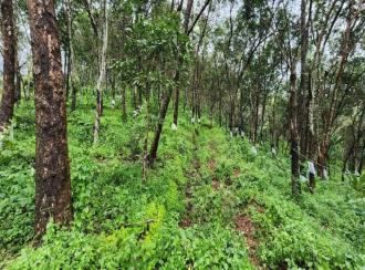 കൃഷി ഭൂമി വില്പനയ്ക്ക് കോട്ടയം, Pala, Theekoy