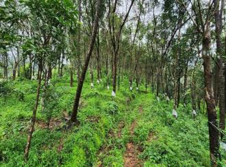 കൃഷി ഭൂമി വില്പനയ്ക്ക് കോട്ടയം, Pala, Theekoy