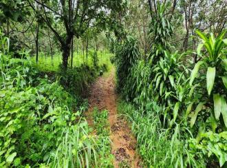 കൃഷി ഭൂമി വില്പനയ്ക്ക് കോട്ടയം, Pala, Theekoy