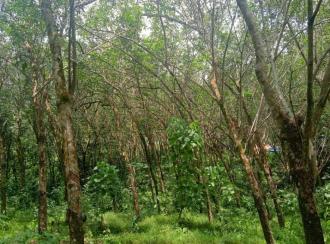 Agricultural Land for Sale in Kanyakumari, Marthandam (neyyattinkara), Manaluvila