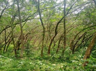 Agricultural Land for Sale in Kanyakumari, Marthandam (neyyattinkara), Manaluvila