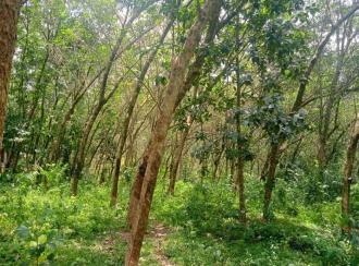 Agricultural Land for Sale in Kanyakumari, Marthandam (neyyattinkara), Manaluvila