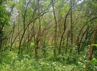 Agricultural Land for Sale in Kanyakumari, Marthandam (neyyattinkara), Manaluvila