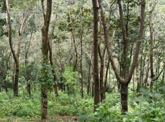 Agricultural Land for SaleIdukki, Peerumade, Peermade