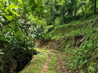 Agricultural Land for Sale in Idukki, Peerumade, Peermade