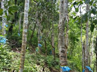 Agricultural Land for Sale in Idukki, Peerumade, Peermade