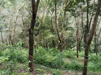 Agricultural Land for Sale in Idukki, Peerumade, Peermade