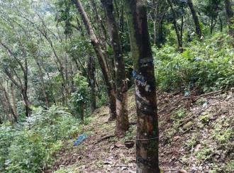 Agricultural Land for Sale in Idukki, Peerumade, Peermade