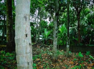 Residential Land for Sale in Trivandrum, Thiruvananthapuram, Maruthoorkadavu