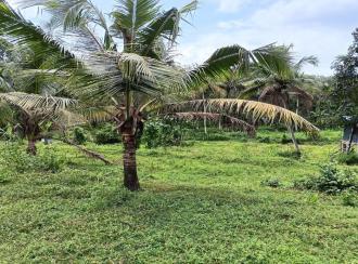 Residential Land, Pathanamthitta