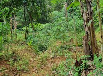 Residential Land for SaleKottayam, Pala, Marangattupilly