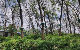 Agricultural Land for Sale in Kollam, Anchal, Yeroor