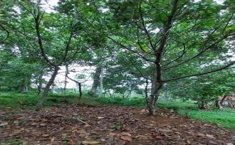 വാസയോഗ്യമായ ഭൂമി വില്പനയ്ക്ക് Kollam, Pathanapuram, Piravanthoor, Vettithitta