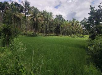 Residential Land for SaleWayanad, Pulpally, Padichira