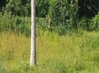 Commercial Land for Sale in Alleppey, Haripad, Nangiarkulangara