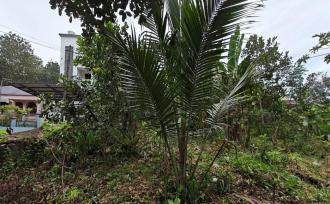 Residential Land for Sale in Pathanamthitta, Konni, Konni