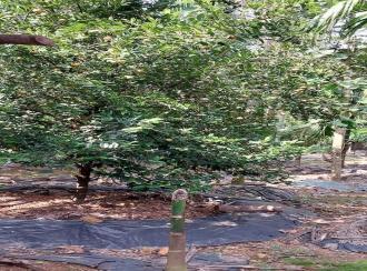 Residential Land for Sale in Ernakulam, Perumbavoor, Irigole