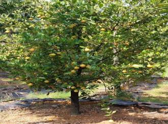 Residential Land for Sale in Ernakulam, Perumbavoor, Irigole