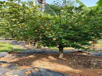 Residential Land for Sale in Ernakulam, Perumbavoor, Irigole