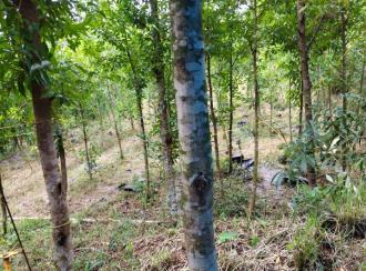 Commercial Land for Sale in Ernakulam, Puthencruz, Karimugal