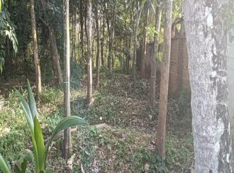 Residential Land for SaleTrivandrum, Thiruvananthapuram, Nemom
