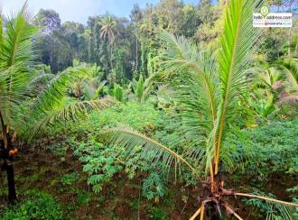 Residential Land for Sale in Kottayam, Pala, Marangattupilly