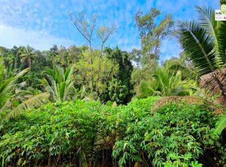 Residential Land for Sale in Kottayam, Pala, Marangattupilly