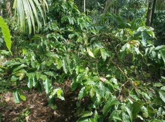 Residential Land, Wayanad