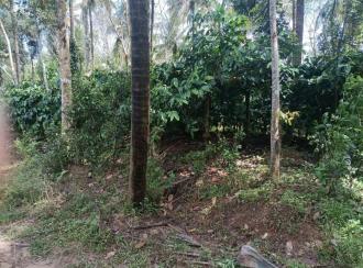 Residential Land for Sale in Wayanad, Mananthavady, Payyampalli