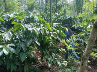 Residential Land for Sale in Wayanad, Mananthavady, Payyampalli