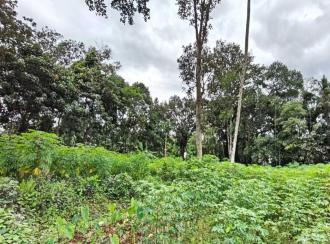 Residential Land for Sale in Pathanamthitta, Pandalam, Pandalam