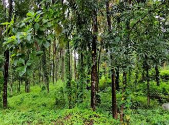 Residential Land for Sale in Kasargod, Kasargod town, Rajapuram