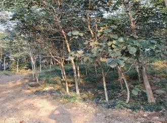 Residential Land for SaleKollam, Punalur, Elikkattoor
