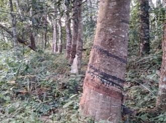 Residential Land for Sale in Kollam, Punalur, Elikkattoor