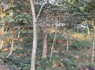 Residential Land for Sale in Kollam, Punalur, Elikkattoor