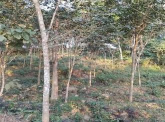 Residential Land for Sale in Kollam, Punalur, Elikkattoor