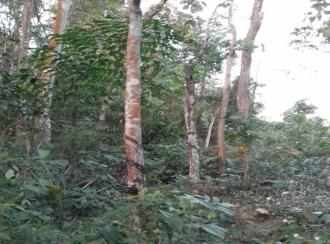 Residential Land for Sale in Kollam, Punalur, Elikkattoor