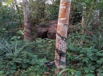 Residential Land for Sale in Kollam, Punalur, Elikkattoor