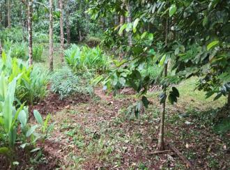 Residential Land for SaleKozhikode, Balussery, Balussery