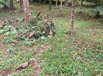 Residential Land for Sale in Kozhikode, Balussery, Balussery