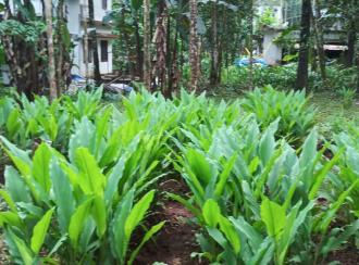 Residential Land for Sale in Kozhikode, Balussery, Balussery